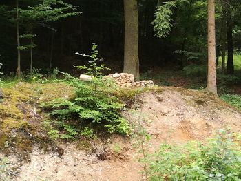 Plants in a forest