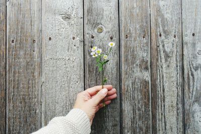 Cropped hand of woman holding flowers against closed wooden door