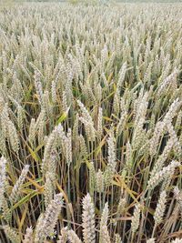 Close-up of stalks in field
