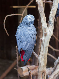 Close-up of african grey parrot perching on branch