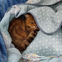 High angle view of cat sleeping on bed