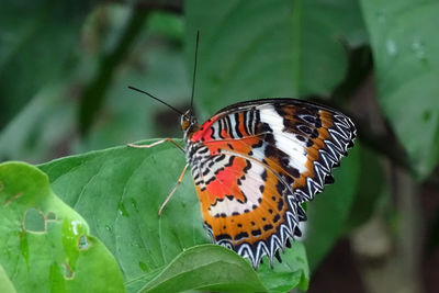 Butterfly on leaf