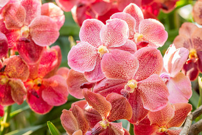 Close-up of pink orchids