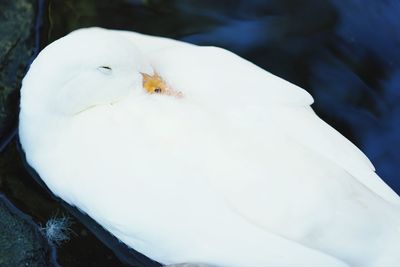 Close-up of swan perching on water