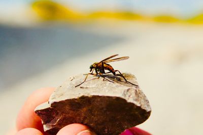 Close-up of person holding insect