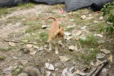 High angle view of dog on grass