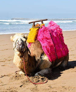 View of a dog on beach