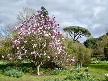 Pink flowering plants and trees in field against sky