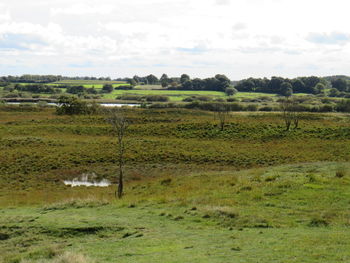 Scenic view of grassy field against sky