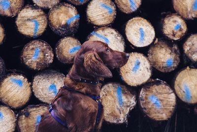 Close-up of dog against log stack