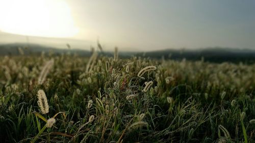 Scenic view of grassy field against sky