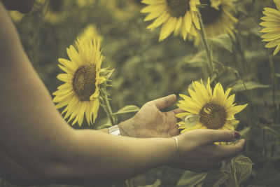 Close-up of hand holding yellow flowering plant