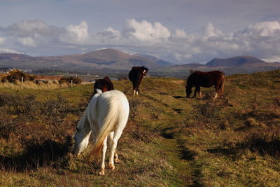 Horses standing on grassy field