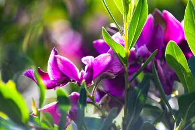 Close-up of pink flowers