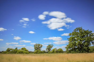 Trees on field against blue sky