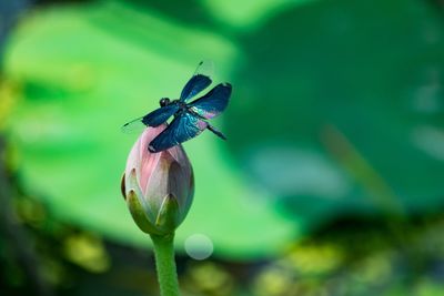 Close-up of insect on flower