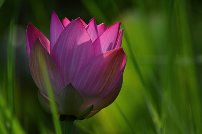 Close-up of pink water lily in pond