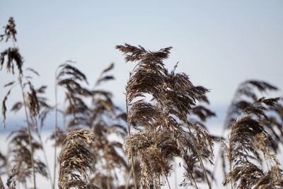 Low angle view of frozen plants against sky