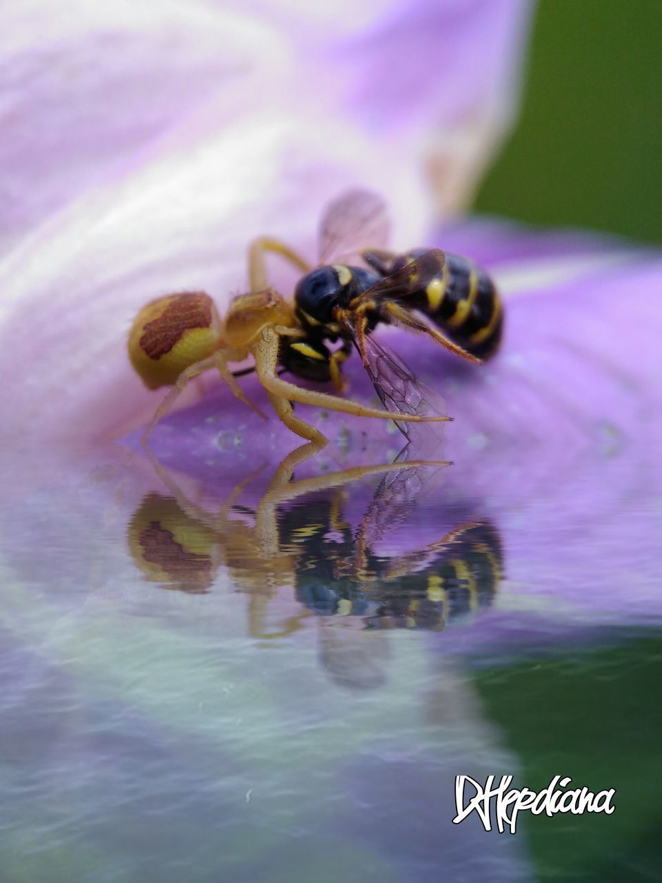 INSECT ON PURPLE FLOWER