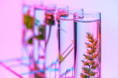 Close-up of plants in test tubes at laboratory