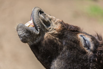 Headshot of donkey braying