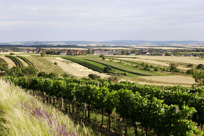 Scenic view of agricultural field against sky