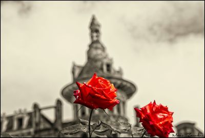 Close-up of red flower against blurred background