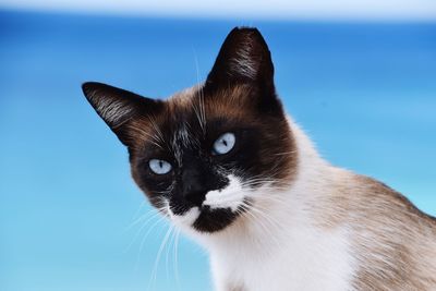 Close-up portrait of cat against sea