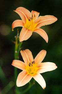 Close-up of yellow lily