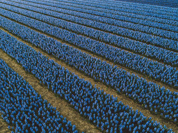 Aerial view of hyacinth flowers field