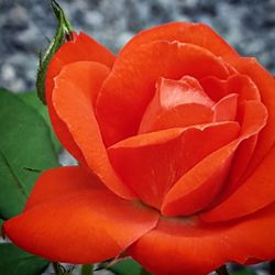 Close-up of rose blooming outdoors