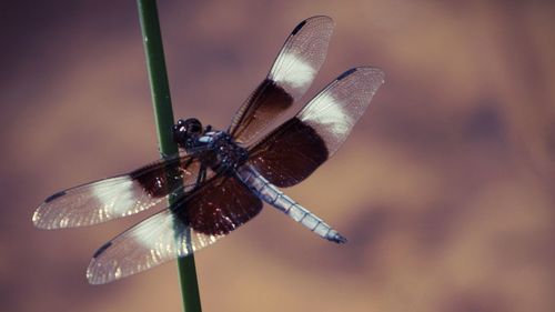 Close-up of butterfly