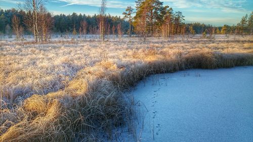 Scenic view of landscape against sky