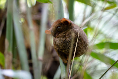 Close-up of tarsier  on plant