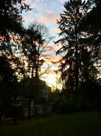 Silhouette of trees at sunset