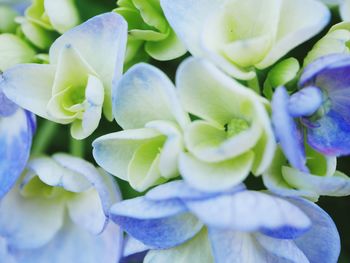 Close-up of purple flowers blooming outdoors