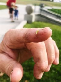Close-up of man hand holding grass