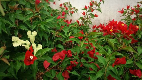 Close-up of red flowers