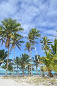 Palm trees on beach against sky