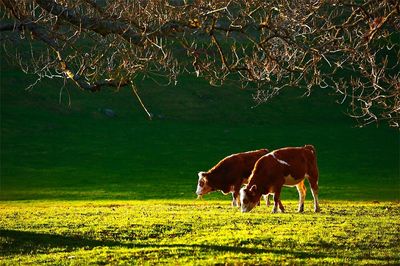Sheep grazing on grassy field