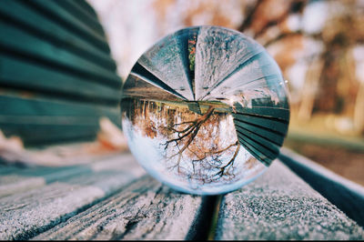 Close-up of glass of tree