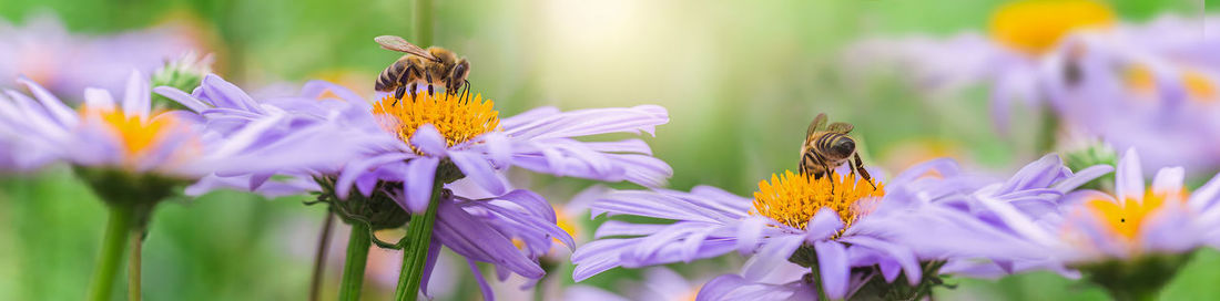 Close-up of bee pollinating on flower