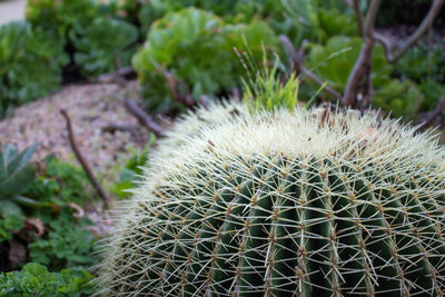 Close-up of succulent plant on field