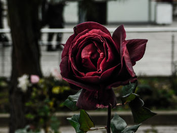 Close-up of red rose