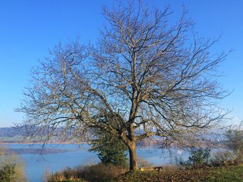 Close-up of tree against sky