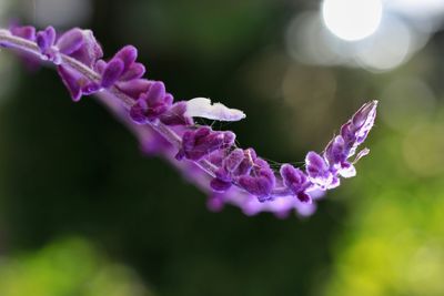 Close-up of purple flowering plant