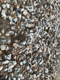 Full frame shot of shells on rock