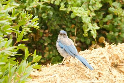 Close-up of bird perching on plant