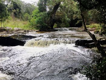 Scenic view of waterfall in forest