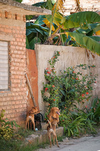 View of a dog against plants